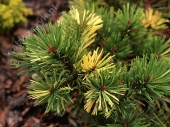 Pinus mugo 'Walaszczyk' 